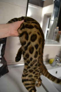Photo №1. bengal cat - for sale in the city of Chernigov | 100$ | Announcement № 283