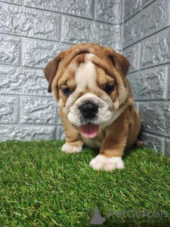 Photo №1. english bulldog - for sale in the city of Sremska Mitrovica | negotiated | Announcement № 114655