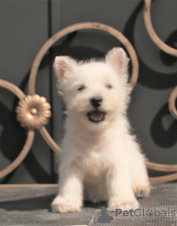 Additional photos: west highland white terrier puppy female