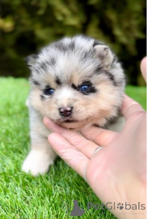 Photo №4. I will sell otterhound in the city of Belgrade.  - price - negotiated