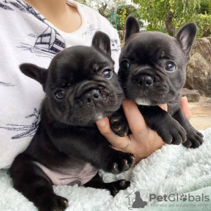 Photo №1. french bulldog - for sale in the city of Aachen | 100$ | Announcement № 129601