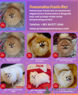 Photo №1. pomeranian - for sale in the city of Belgrade | negotiated | Announcement № 168233