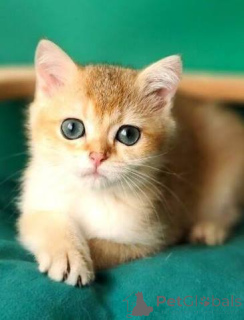 Photo №2 to announcement № 173775 for the sale of british shorthair - buy in United Kingdom private announcement, breeder