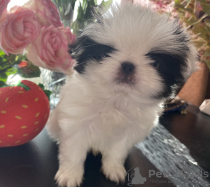 Photo №3. JAPANESE CHIN puppies for sale. Russian Federation
