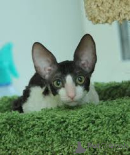 Photo №2 to announcement № 165941 for the sale of oriental shorthair - buy in France private announcement, breeder