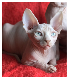 Photo №2 to announcement № 5791 for the sale of sphynx-katze - buy in Ukraine from nursery