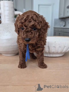 Photo №1. poodle (toy) - for sale in the city of Albi | negotiated | Announcement № 167157