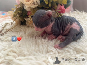 Photo №3. Canadian Sphinx Kitten. Russian Federation