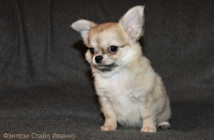 Photo №3. Fantasy Style Ivanko Chihuahua male pet class. Russian Federation