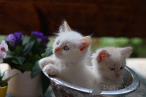 Photo №4. I will sell birman in the city of Geneva. private announcement, breeder - price - negotiated