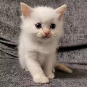 Photo №2 to announcement № 167243 for the sale of ragdoll - buy in Germany private announcement