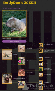 Photo №1. american bully - for sale in the city of Нови Сад | negotiated | Announcement № 76553
