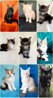Photo №1. maine coon - for sale in the city of Moscow river | 835$ | Announcement № 169055