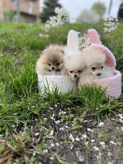 Photo №2 to announcement № 97157 for the sale of pomeranian - buy in Serbia 
