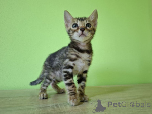Photo №1. bengal cat - for sale in the city of Łódź | 847$ | Announcement № 149494