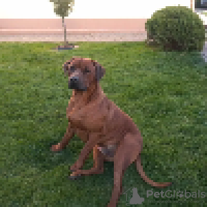 Additional photos: Rhodesian Ridgeback - male ZKWP/FCI