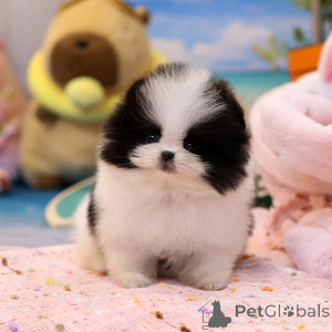 Photo №2 to announcement № 154012 for the sale of pomeranian - buy in Australia breeder
