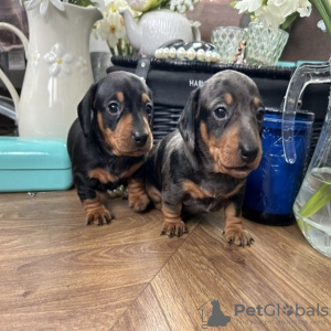 Photo №2 to announcement № 109164 for the sale of dachshund - buy in Germany private announcement