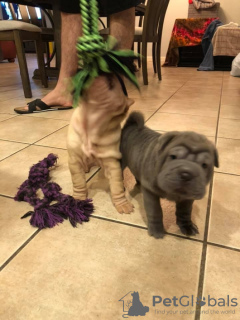 Photo №1. shar pei - for sale in the city of Манчестер | 423$ | Announcement № 123498