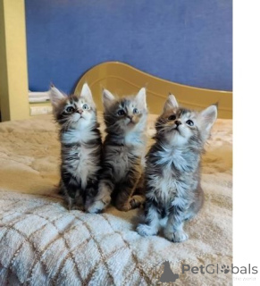Photo №1. maine coon - for sale in the city of Pocking | 329$ | Announcement № 149731