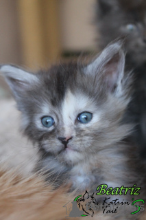 Photo №2 to announcement № 42989 for the sale of maine coon - buy in Russian Federation private announcement, from nursery, breeder