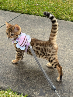 Photo №1. bengal cat - for sale in the city of Bienne | 706$ | Announcement № 152713