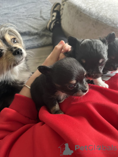 Photo №1. chihuahua - for sale in the city of Tampa | 280$ | Announcement № 143853