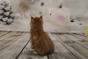 Photo №2 to announcement № 1633 for the sale of maine coon - buy in Russian Federation from nursery