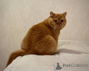 Photo №2 to announcement № 165881 for the sale of british shorthair - buy in Netherlands breeder