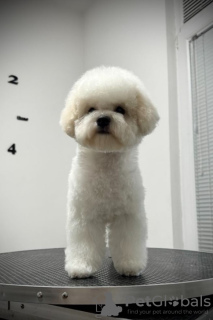 Photo №4. I will sell bichon frise in the city of Belgrade. breeder - price - negotiated