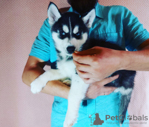 Photo №3. Siberian Husky puppies for sale.. Russian Federation