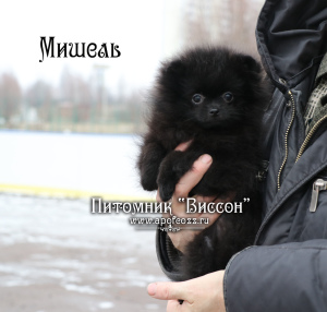 Photo №2 to announcement № 4426 for the sale of pomeranian - buy in Russian Federation from nursery, breeder