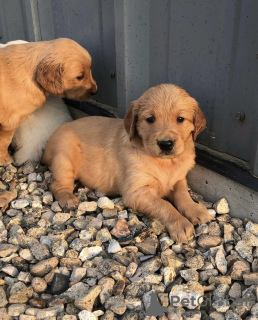 Photo №1. golden retriever - for sale in the city of Berlin | Is free | Announcement № 125192