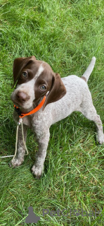 Photo №1. german shorthaired pointer - for sale in the city of Vienna | 282$ | Announcement № 128701