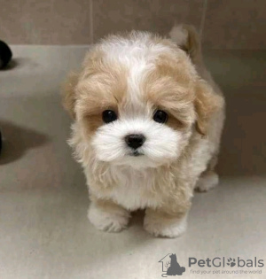 Photo №2 to announcement № 133930 for the sale of poodle (royal) - buy in United States 