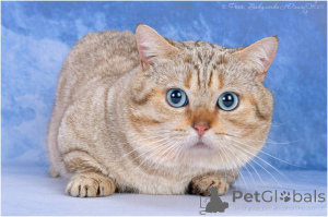 Photo №1. Mating service - breed: munchkin shorthair. Price - 0$