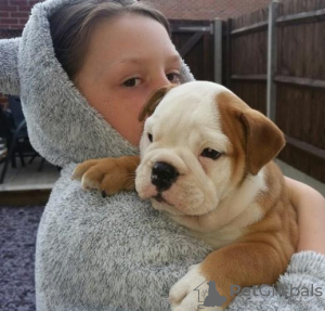 Photo №1. english bulldog - for sale in the city of Warsaw | 317$ | Announcement № 57366