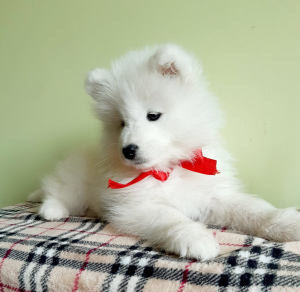 Photo №3. Samoyed husky puppies. Russian Federation