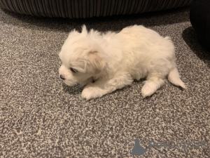 Photo №3. Bichon frise. Czech Republic