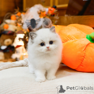 Photo №2 to announcement № 158641 for the sale of ragdoll - buy in France private announcement