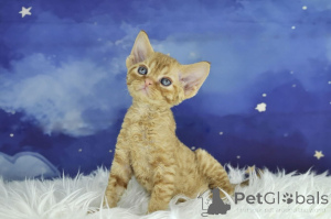 Photo №4. I will sell devon rex in the city of Vienna. private announcement, breeder - price - 516$