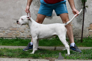 Photo №3. American bulldog puppies. Serbia