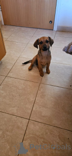 Photo №3. Mix breed puppies are looking for a home. Cyprus