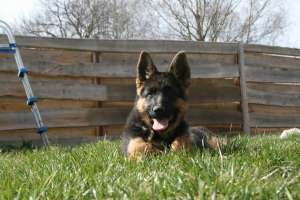 Photo №3. Puppy (girl) of a German shepherd dog in anticipation of their owners!. Belarus