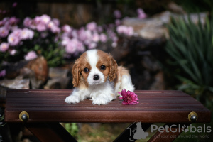 Photo №4. I will sell cavalier king charles spaniel in the city of Brest. from nursery - price - 951$