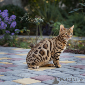 Photo №3. Beautiful bengali boy. Russian Federation