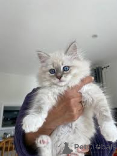 Photo №2 to announcement № 161078 for the sale of siberian cat - buy in Finland private announcement, breeder