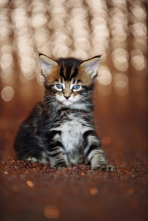 Photo №4. I will sell maine coon in the city of Mogilyov. from nursery, breeder - price - 263$