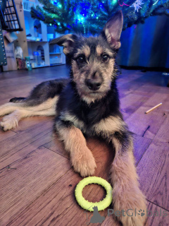 Photo №1. non-pedigree dogs - for sale in the city of Moscow river | Is free | Announcement № 162486