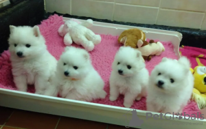 Photo №1. japanese spitz - for sale in the city of St. Julian's | negotiated | Announcement № 97856